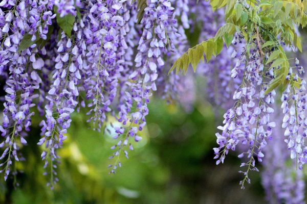 THE GARDENS OF LUCIANA