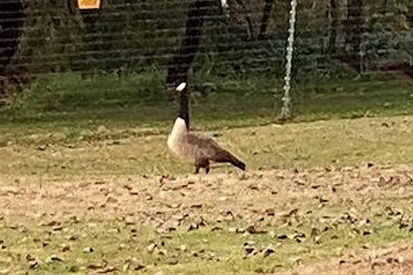 RARE CANADA GOOSE SPOTTED EARLY JUNE